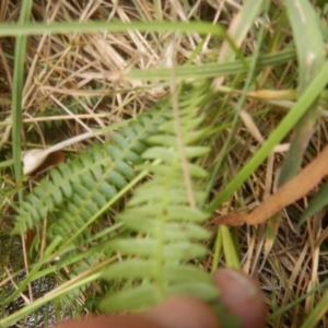 Blechnum penna-marina at Yaouk, NSW - 16 Feb 2017