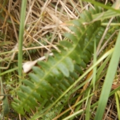 Blechnum penna-marina at Yaouk, NSW - 16 Feb 2017