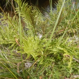 Blechnum minus at Yaouk, NSW - 16 Feb 2017 02:01 PM