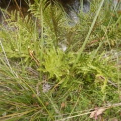 Blechnum minus at Yaouk, NSW - 16 Feb 2017 02:01 PM