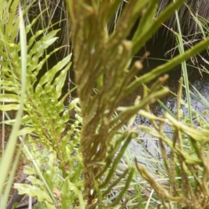 Blechnum minus at Yaouk, NSW - 16 Feb 2017 02:01 PM