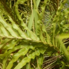 Blechnum minus at Yaouk, NSW - 16 Feb 2017 02:01 PM