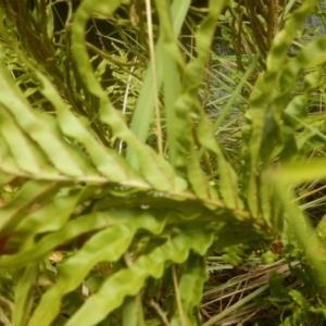 Blechnum minus at Yaouk, NSW - 16 Feb 2017