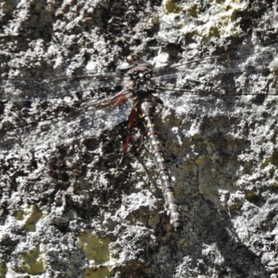 Austroaeschna multipunctata (Multi-spotted Darner) at Gibraltar Pines - 20 Feb 2017 by JohnBundock
