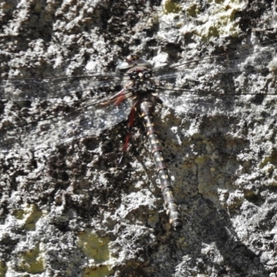 Austroaeschna multipunctata (Multi-spotted Darner) at Paddys River, ACT - 21 Feb 2017 by JohnBundock