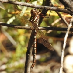 Austroaeschna pulchra (Forest Darner) at Paddys River, ACT - 21 Feb 2017 by JohnBundock