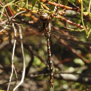 Austroaeschna pulchra at Paddys River, ACT - 21 Feb 2017