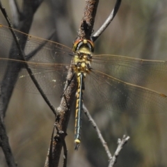 Hemicordulia tau at Paddys River, ACT - 21 Feb 2017 11:50 AM