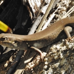 Liopholis whitii (White's Skink) at Namadgi National Park - 21 Feb 2017 by JohnBundock