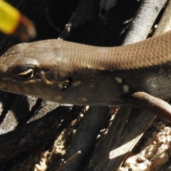 Liopholis whitii at Paddys River, ACT - 21 Feb 2017