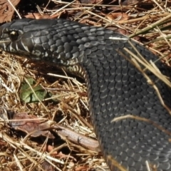 Austrelaps ramsayi (Highlands Copperhead) at Paddys River, ACT - 21 Feb 2017 by JohnBundock