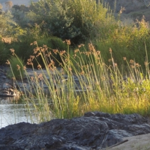 Schoenoplectus tabernaemontani at Paddys River, ACT - 19 Feb 2017 07:58 PM