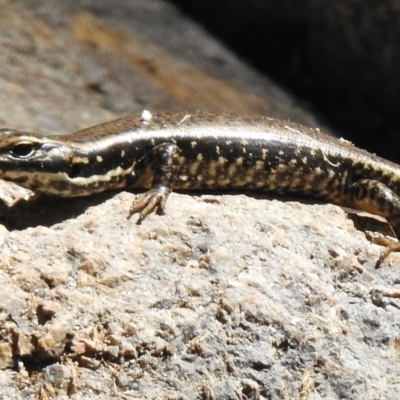 Eulamprus heatwolei (Yellow-bellied Water Skink) at Namadgi National Park - 21 Feb 2017 by JohnBundock