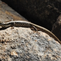 Eulamprus heatwolei at Paddys River, ACT - 21 Feb 2017 11:57 AM