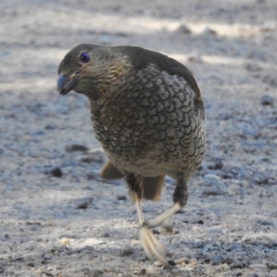 Ptilonorhynchus violaceus (Satin Bowerbird) at Gibraltar Pines - 20 Feb 2017 by JohnBundock