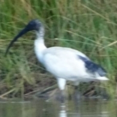 Threskiornis molucca (Australian White Ibis) at Greenway, ACT - 19 Feb 2017 by SteveC