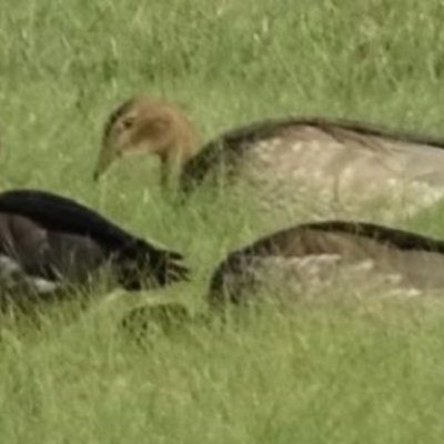 Chenonetta jubata (Australian Wood Duck) at Greenway, ACT - 19 Feb 2017 by SteveC