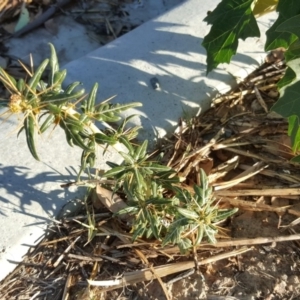 Xanthium spinosum at Symonston, ACT - 21 Feb 2017