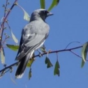 Coracina novaehollandiae at Greenway, ACT - 19 Feb 2017 06:02 PM