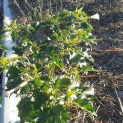 Datura stramonium (Common Thornapple) at Symonston, ACT - 21 Feb 2017 by Mike