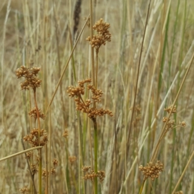 Juncus sp. (A Rush) at Garran, ACT - 17 Feb 2017 by Mike