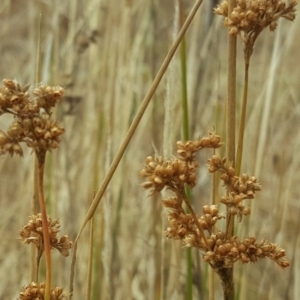 Juncus sp. at Garran, ACT - 18 Feb 2017 10:29 AM