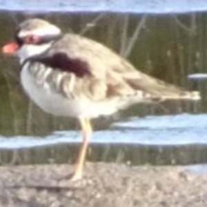 Charadrius melanops at Greenway, ACT - 19 Feb 2017