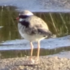 Charadrius melanops at Greenway, ACT - 19 Feb 2017