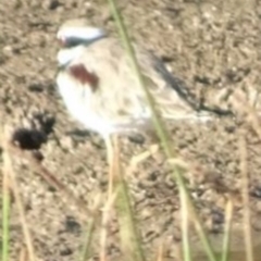 Charadrius melanops at Greenway, ACT - 19 Feb 2017