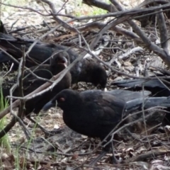 Corcorax melanorhamphos (White-winged Chough) at Greenway, ACT - 19 Feb 2017 by SteveC