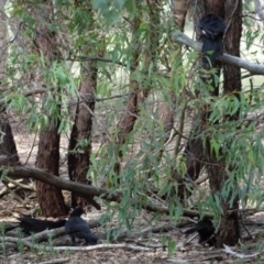 Corcorax melanorhamphos at Greenway, ACT - 19 Feb 2017