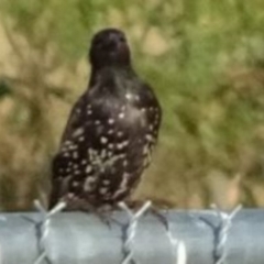 Sturnus vulgaris (Common Starling) at Greenway, ACT - 19 Feb 2017 by SteveC