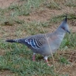 Ocyphaps lophotes at Greenway, ACT - 19 Feb 2017