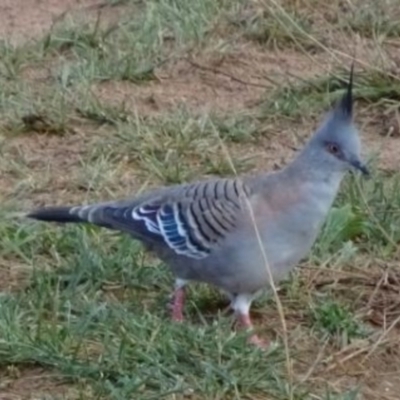 Ocyphaps lophotes (Crested Pigeon) at Greenway, ACT - 19 Feb 2017 by SteveC
