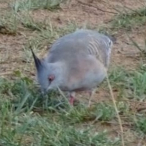 Ocyphaps lophotes at Greenway, ACT - 19 Feb 2017