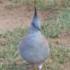 Ocyphaps lophotes at Greenway, ACT - 19 Feb 2017