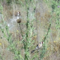 Carduelis carduelis at Greenway, ACT - 19 Feb 2017