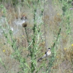 Carduelis carduelis at Greenway, ACT - 19 Feb 2017 09:37 PM