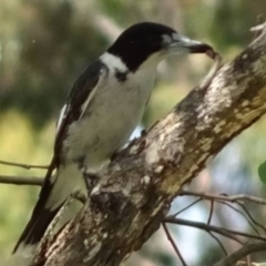 Cracticus torquatus (Grey Butcherbird) at Greenway, ACT - 19 Feb 2017 by SteveC