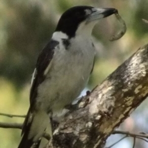 Cracticus torquatus at Greenway, ACT - 19 Feb 2017