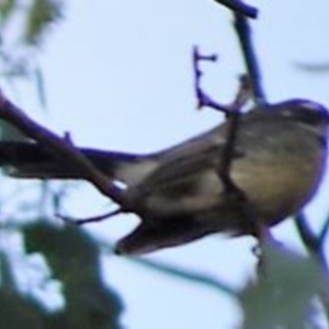 Rhipidura albiscapa at Greenway, ACT - 19 Feb 2017 05:26 PM