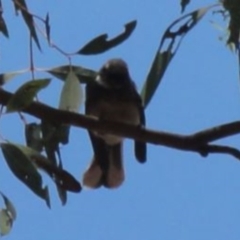 Rhipidura albiscapa at Greenway, ACT - 19 Feb 2017