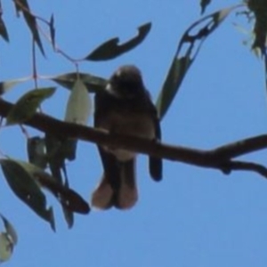 Rhipidura albiscapa at Greenway, ACT - 19 Feb 2017