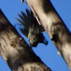 Rhipidura albiscapa at Greenway, ACT - 19 Feb 2017 05:26 PM