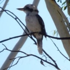 Dacelo novaeguineae (Laughing Kookaburra) at Greenway, ACT - 19 Feb 2017 by SteveC