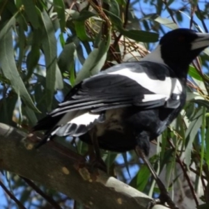 Gymnorhina tibicen at Greenway, ACT - 19 Feb 2017 06:18 PM