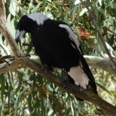 Gymnorhina tibicen at Greenway, ACT - 19 Feb 2017 06:18 PM