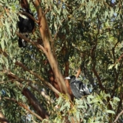 Gymnorhina tibicen at Greenway, ACT - 19 Feb 2017 06:18 PM