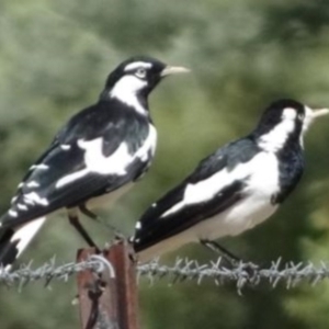 Grallina cyanoleuca at Greenway, ACT - 19 Feb 2017