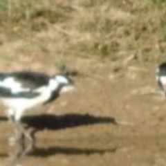 Grallina cyanoleuca at Greenway, ACT - 19 Feb 2017